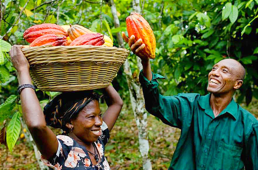 AGRIC: Nigeria’s Farmers Smile To The Banks As Cocoa Price Jumps x4